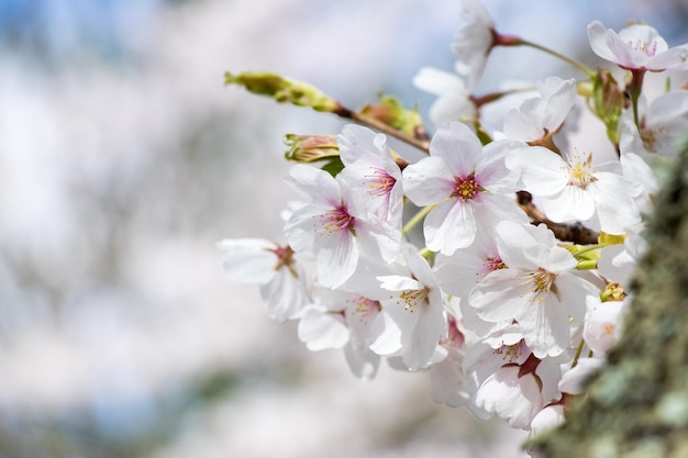 Foto fechado do belo fundo de flor de cerejeira sakura