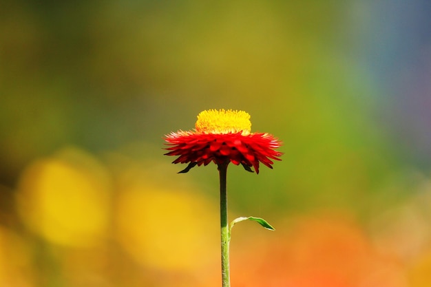 Fechado florescendo helichrysum bracteatum flores da vontade ou palha flores eternas à luz do sol