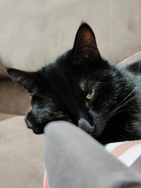 Fechamento da cabeça de um gato preto dormindo na maca