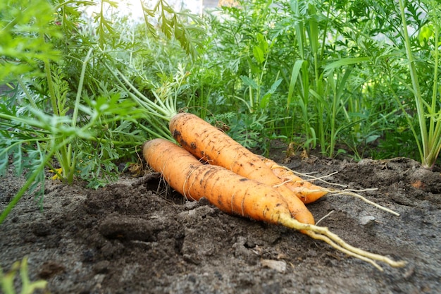 Fechamento da colheita de cenouras no jardim Produtos naturais e orgânicos Foco seletivo