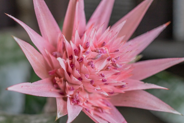 Fechamento da flor de bromélia rosa ou fundo de aechmea na planta.