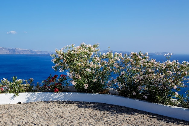 Fechamento da flor Oleander ou Nerium no mar azul da ilha de Santorini ao fundo