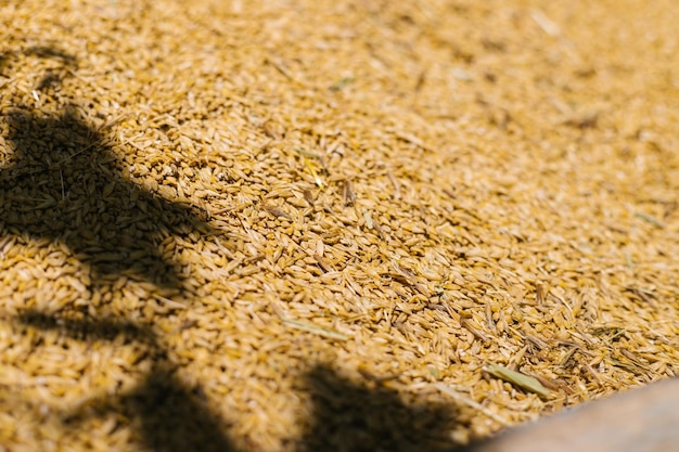 Fechamento de grãos Colheita na agricultura Cevada centeio ou trigo Fundo de cereais Textura de grãos Luz solar brilhante