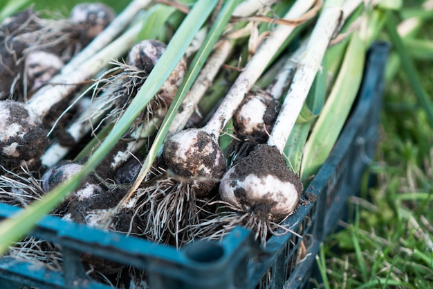 Fechamento de uma caixa de plástico azul cheia de cabeças de alho sujas e não lavadas com longas folhas verdes com torrões de lama