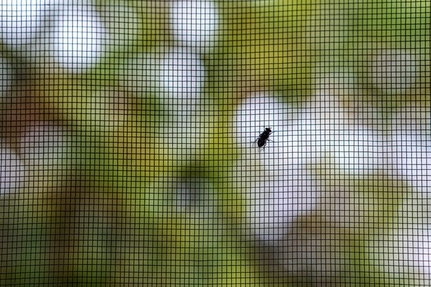 Fechamento de uma mosca na tela da janela de proteção com padrão de malha