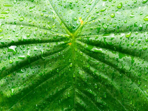 Fechar a água na folha depois das gotas de chuva