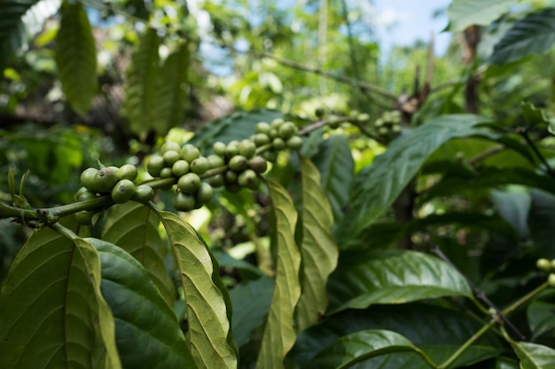 Fechar a árvore de plantas de café na plantação de Bali