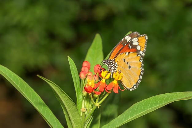 Fechar a borboleta na natureza no parque