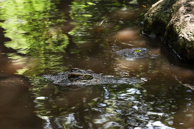 Fechar a cabeça do crocodilo é mostrar o corpo no rio