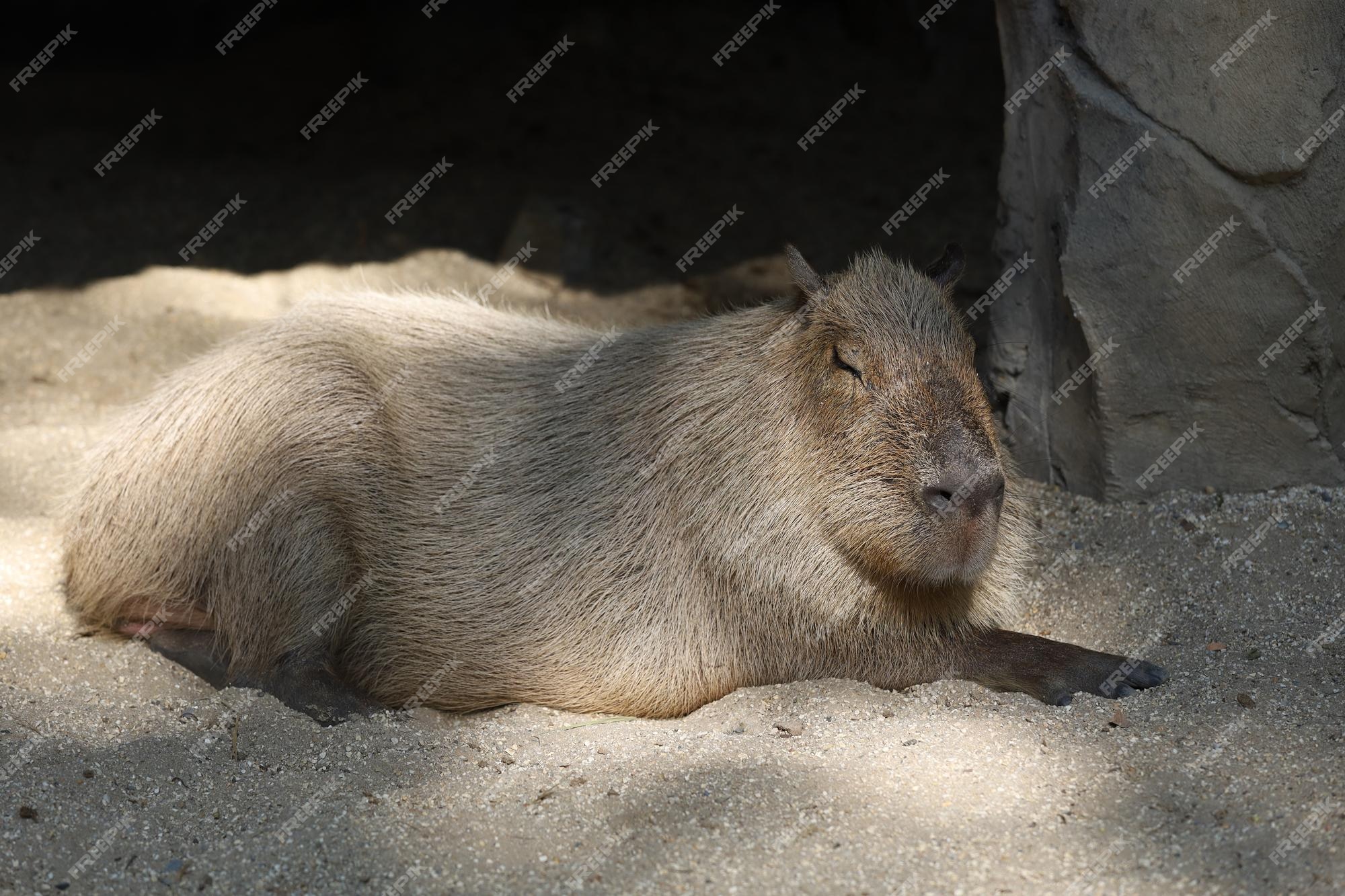 O rato gigante capivara é um animal fofo no jardim