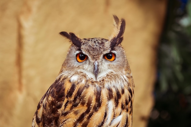 Fechar a Eurasian EagleOwl com fundo desfocado