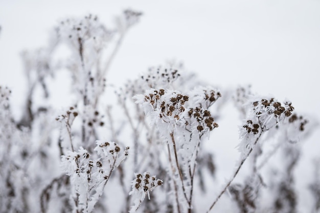 Fechar a flor congelada coberta de gelo e neve