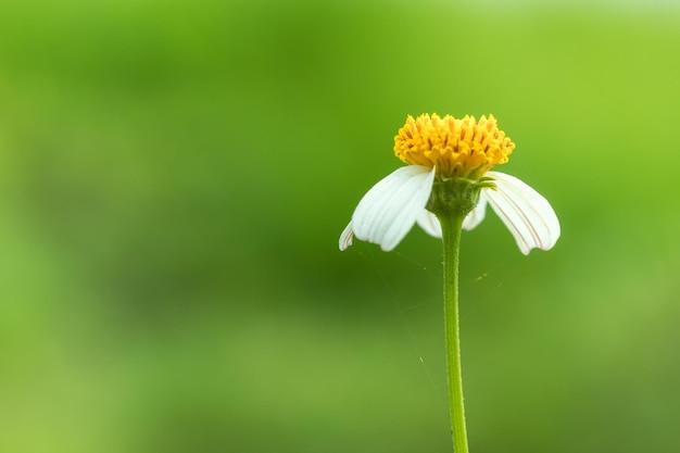 Fechar a flor de grama branca com fundo de natureza turva