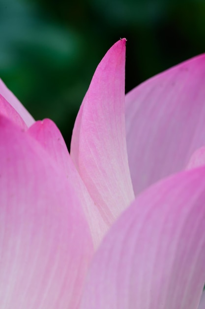 Fechar a flor de lótus no jardim