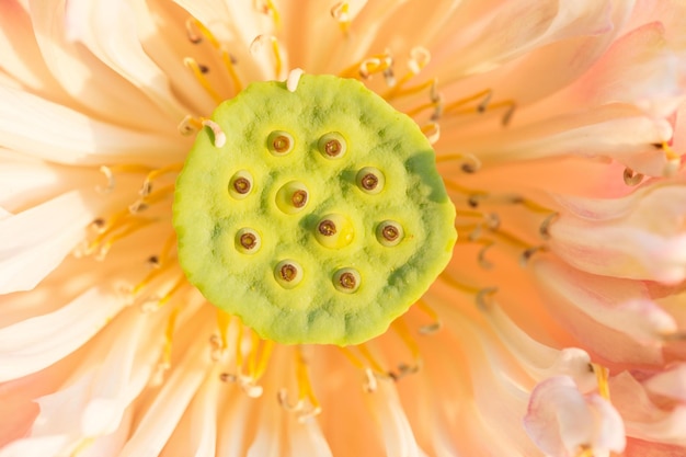 Fechar a flor de lótus