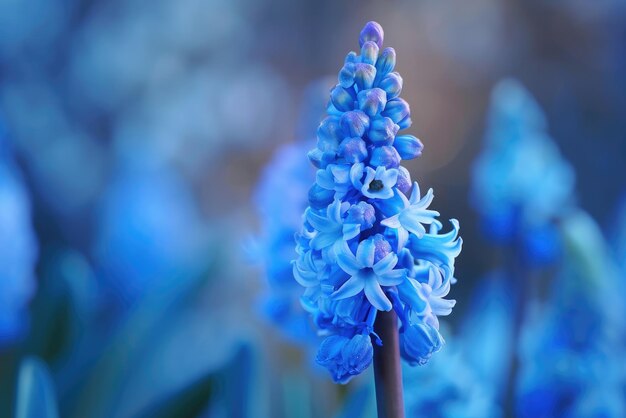 Fechar a flor jacinto azul na primavera