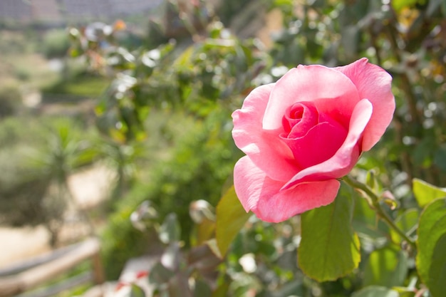 Fechar a flor rosa rosa no jardim