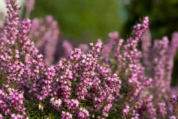 Fechar a floração Calluna vulgaris urze comum ou simplesmente urze Foco seletivo das flores roxas no fundo floral do campo