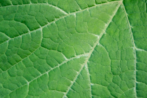 Fechar a folha Fundo macro de textura de folha verde fresca