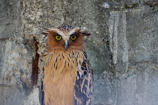 Foto fechar a imagem da coruja de águia