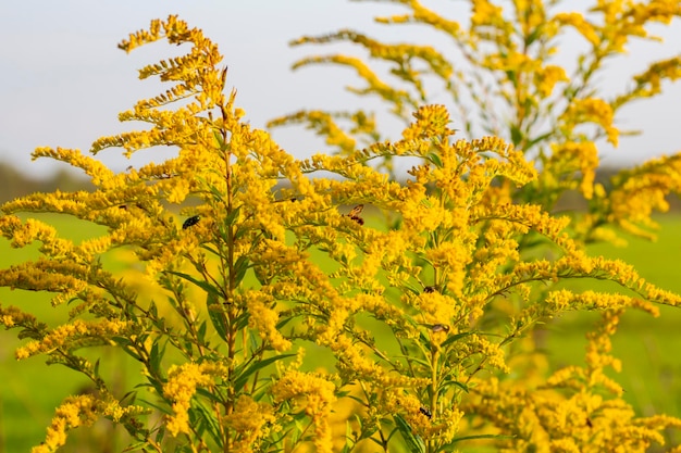 Fechar a inflorescência amarela florescente de solidago canadensis