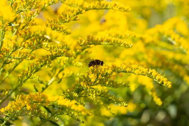 Fechar a inflorescência amarela florescente de solidago canadensis