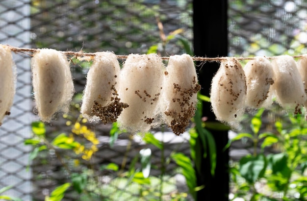 Fechar a linha de pupa de borboleta