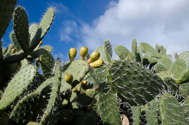 Fechar a planta de cactos na montanha