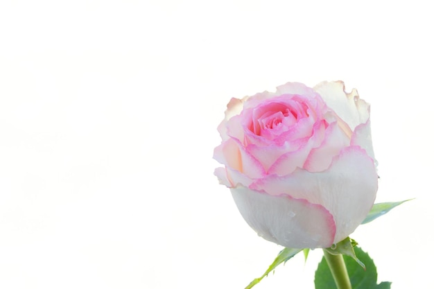Fechar a rosa rosa no filtro suave de fundo branco
