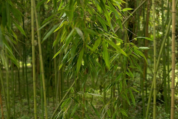 Fechar a textura da floresta de troncos de bambu