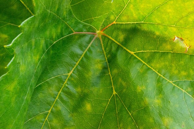 Fechar a textura de folha verde isolada