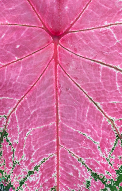 Fechar as belas folhas de Caladium Bicolor