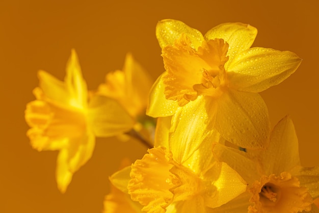 Fechar as flores de narcisos em fundo amarelo