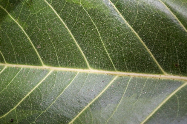 Fechar as folhas verdes multicoloridas em vasos de plantas