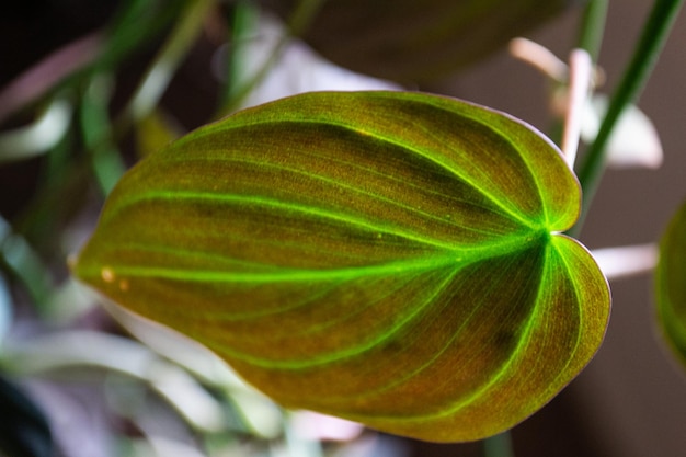 Foto fechar as folhas verdes multicoloridas em vasos de plantas