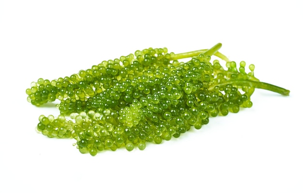 fechar Caviar Verde ou Caulerpa lentillifera isolado no fundo branco