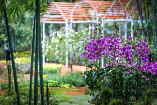Fechar destacar a bela orquídea roxa no jardim