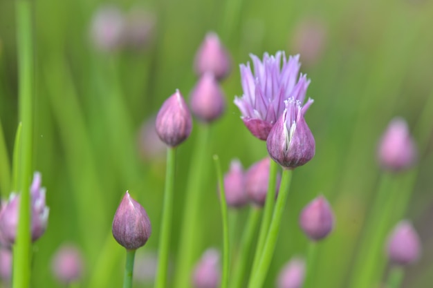 Fechar em botões de cebolinha, florescendo em fundo verde