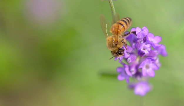 Fechar em uma abelha em uma flor de lavanda em verde