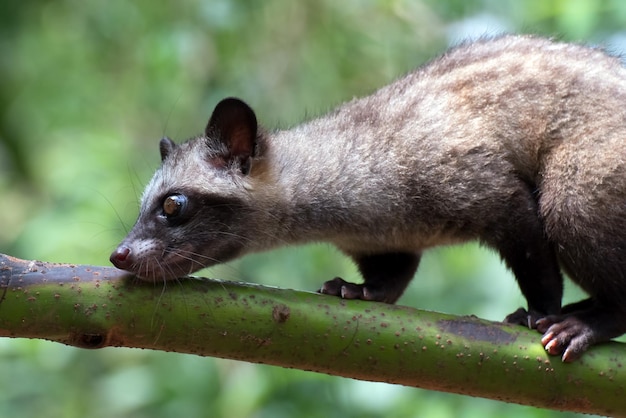 Fechar foto de civeta de palmeira asiática