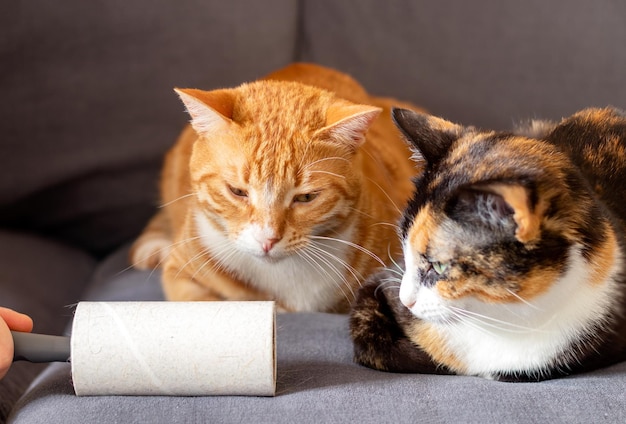 Fechar foto de gatos domésticos e rolo de fiapos pegajoso