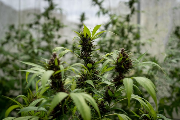 Fechar foto de plantas de maconha no campo de cultivo interno de cannabis Plantas de cânhamo usadas para CBD e saúde