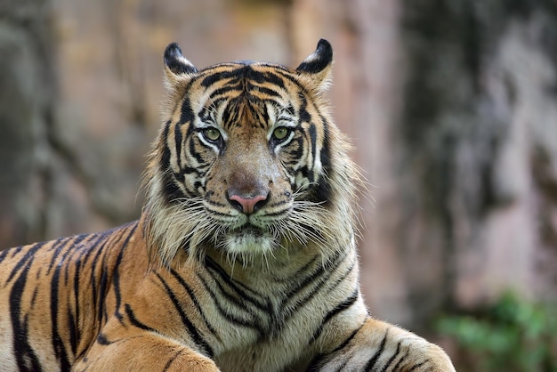 Fechar foto de um tigre de sumatra