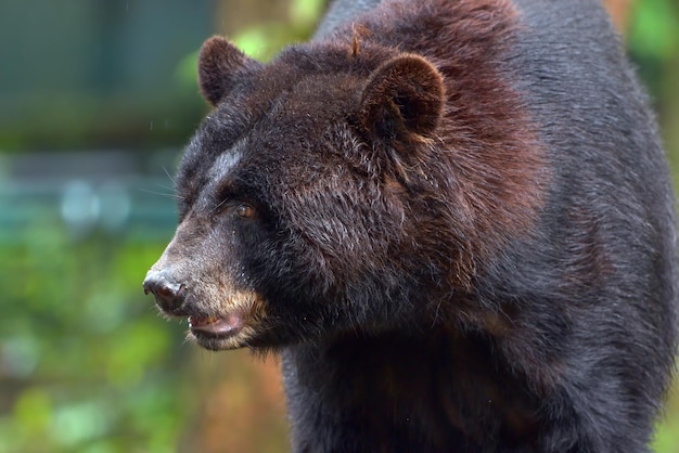 Fechar foto do urso negro americano