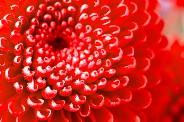 Fechar fotografia de uma flor Macro fotografia Estilização de arte