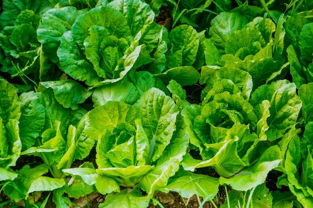Fechar Horta Vegetal Estufa Alface agricultura saudável indústria orgânica