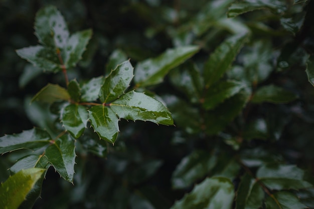 Fechar imagem de folhas de outono laranja em luz suave