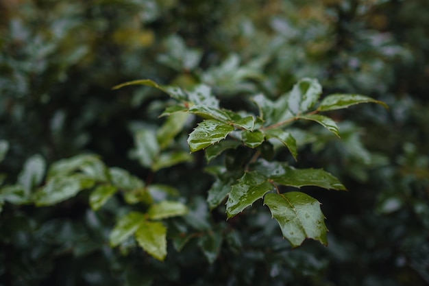 Fechar imagem de folhas de outono laranja em luz suave