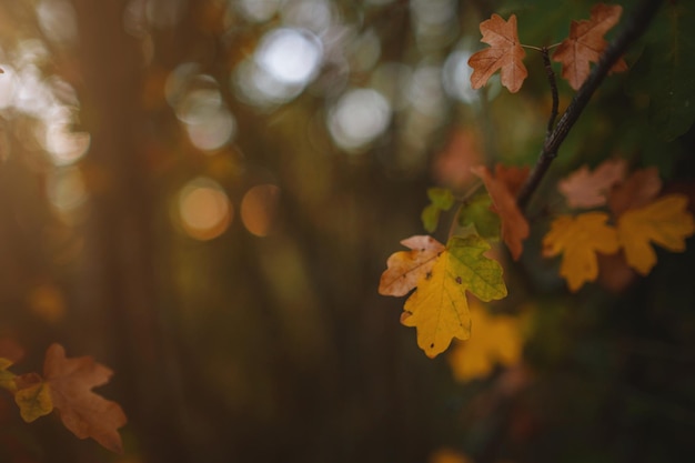 Fechar imagem de folhas de outono laranja em luz suave