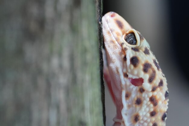 Fechar lagartixa leopardo